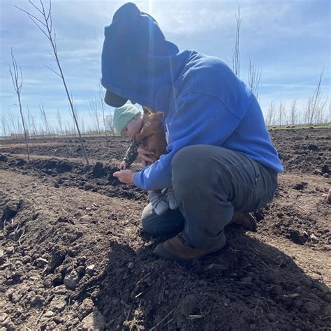 Kids Planting Trees Spring Grove Nursery