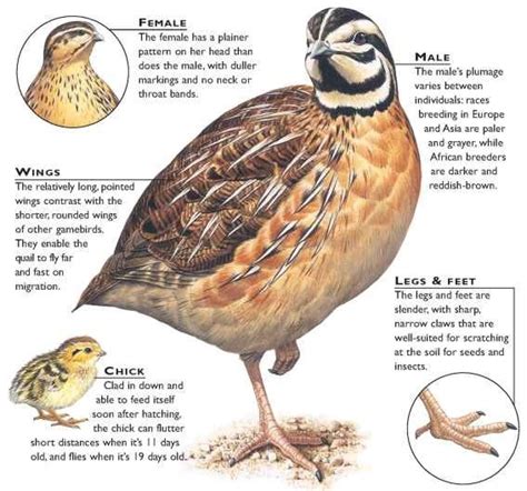 Common quail - Alchetron, The Free Social Encyclopedia