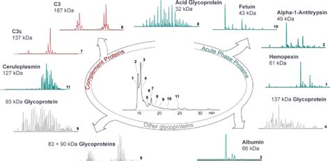 Charting The Proteoform Landscape Of The Serum Proteome A Selection Of