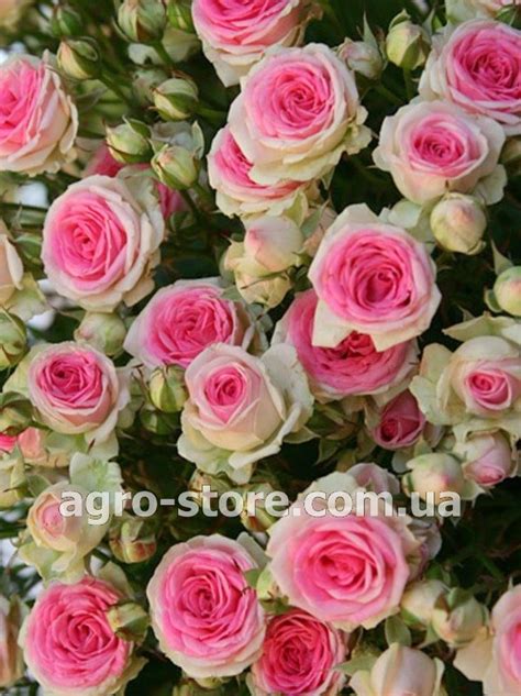 Украина - Роза плетистая Eden Rose (Эден Роуз) - Купить семена, товары ...