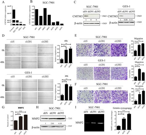 Knockdown of CMTM3 promotes cell migration and invasion. A. expression ...