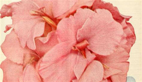 The World Needs A Vagina Museum Atlas Obscura