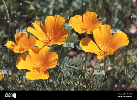 Wiese goldene Mohn Mohn Californica Blüten gelb Pflanzen