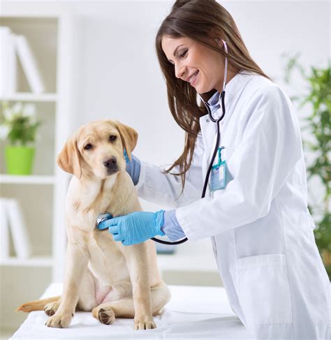 Pets & Vets - Activ Visa Cards
