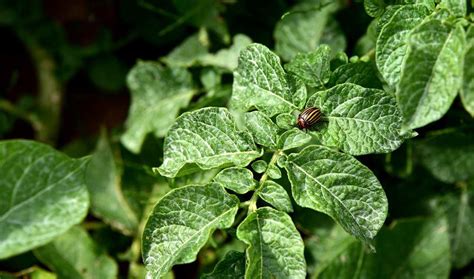 Patates Böceği Nedir Zararları Nelerdir Tarfin