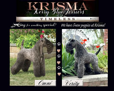 dog license des moines 4