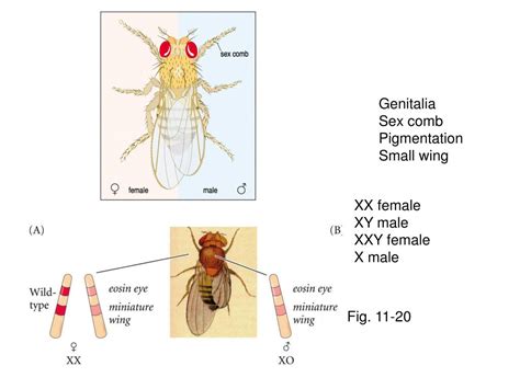 Ppt Chapter Germ Cells Fertilization And Sex Powerpoint