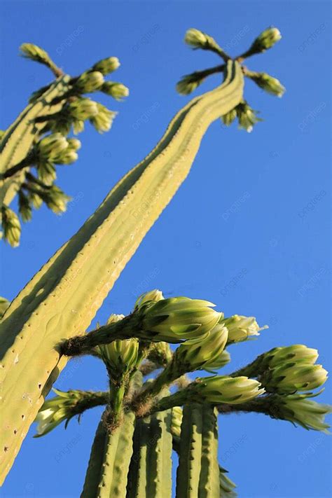 20 Pachanoi Photos Pictures And Background Images For Free Download