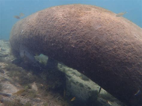 Swim With Manatees In Florida