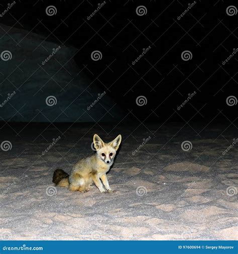 Night Portrait Of Fennec Fox In White Desert Farafra Egypt Stock