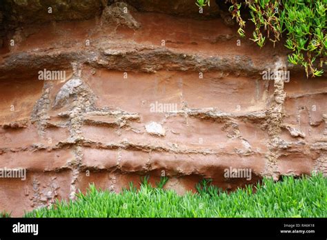 Jurassic Period Plant Fossils