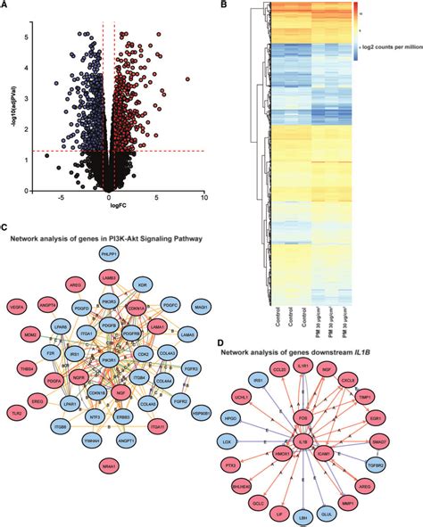 Differential Expression Of Genes After 24 H Treatment With