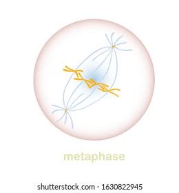 Metaphase Images, Stock Photos & Vectors | Shutterstock