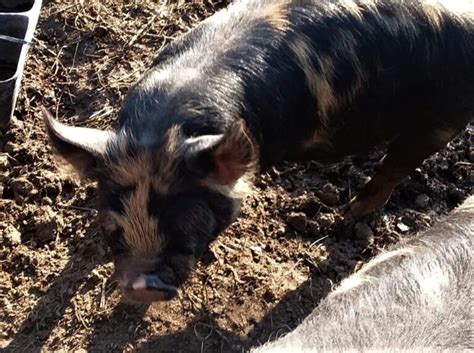 Breed Standard Comparisons Idaho Pasture Pig Registry Llc