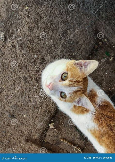 Stunning Golden Cat, a Sight that Will Take Your Breath Away Stock