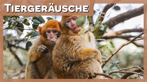 Tiergeräusche Affe YouTube