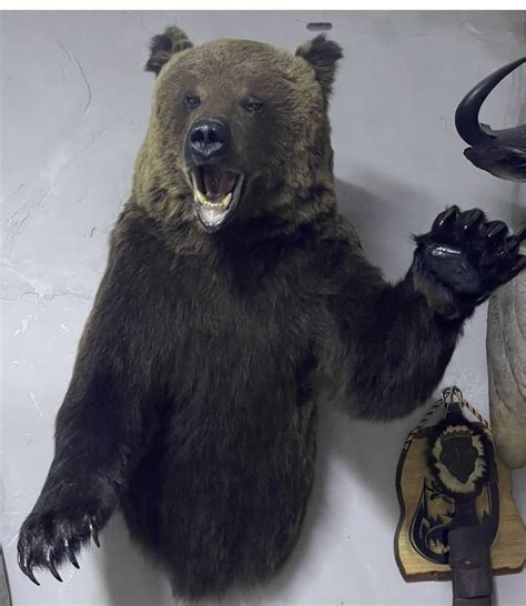 Чучело мидведь по грудь: 600 000 тг. - Охота / рыбалка Талгар на Olx