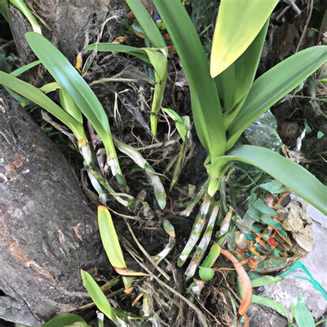 Unveiling The Secrets How To Identify And Maintain Healthy Orchid