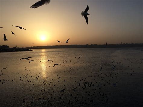 Free Images Beach Sea Nature Ocean Horizon Silhouette Bird Sky