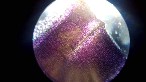 Лепесток розы. Микроскоп Микромед С-13 - YouTube