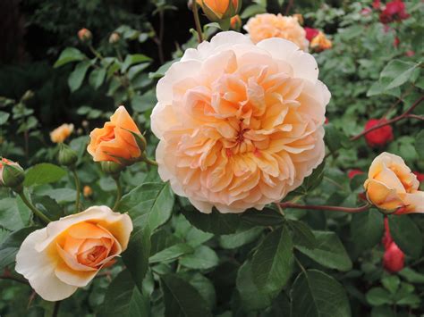 Роза-королева цветов-2 | Записи в рубрике Роза-королева цветов-2 ...