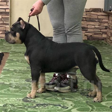 Щенки Американского булли, в наличии во Владивостоке