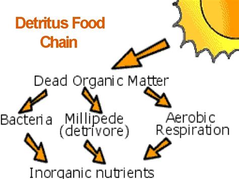 Food Chain Food webs Trophic levels Functions of