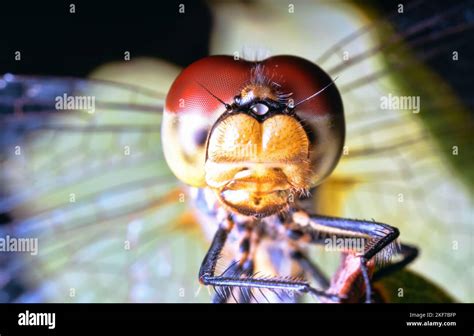 Dragonfly Color Vision