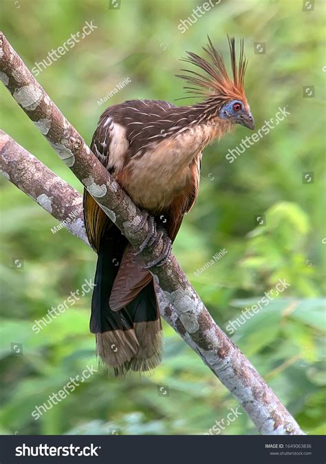 81 Canje Pheasant Images Stock Photos And Vectors Shutterstock