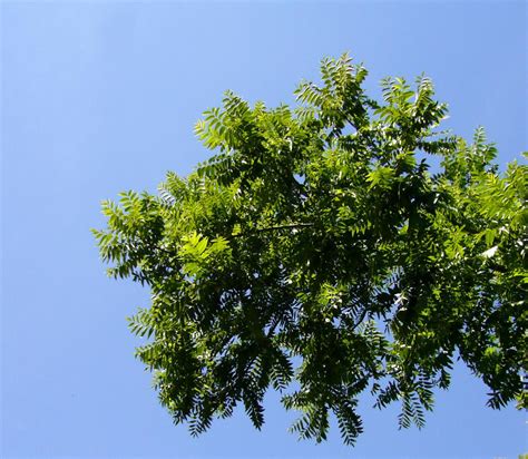 Juglans hindsii (N. California Black Walnut) - Native Here Nursery