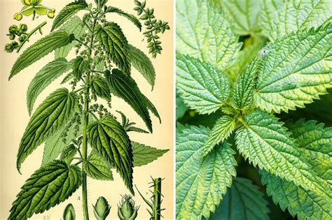 Ortiga: Propiedades Medicinales y Modos de Uso - Tollán Herbolaria