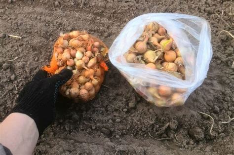 Как выбрать севок для обильного урожая. Лучшие сорта репчатого лука ...