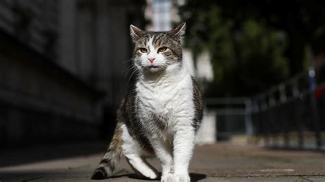 Larry the cat celebrates 10 years at No 10 | UK News | Sky News