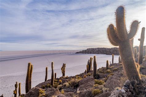 Cactus Island in the Salar De Uyuni in the Bolivian Altiplano Stock ...