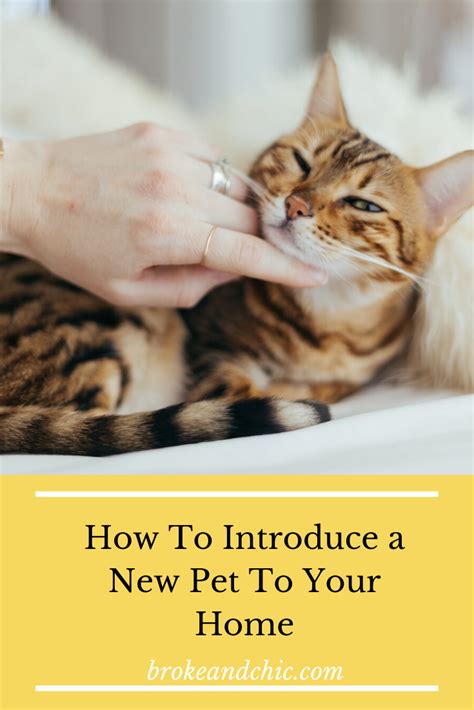 How To Introduce A New Pet To Your Homebroke And Chic