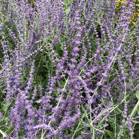 Salvia 'Little Spire' - Urban Jungle Plant Nursery