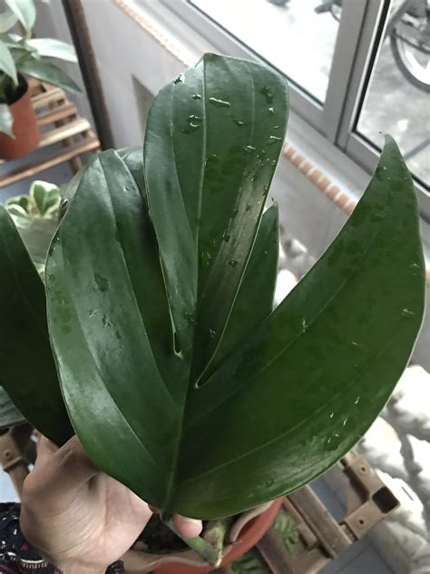 Is this a fire ant queen : r/ant