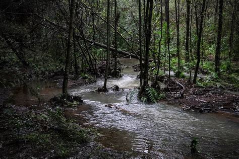 Conmemora Jalisco A Os De La Protecci N De La Sierra De Quila Zmg