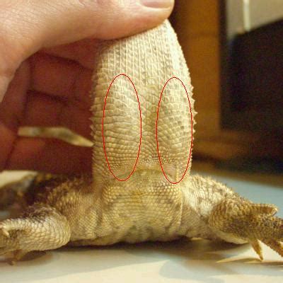 Reptiles How Do I Tell The Sex Of A Bearded Dragon Pets Stack Exchange