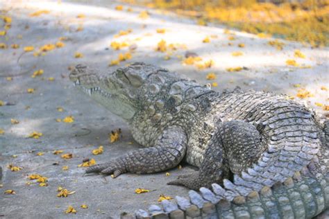 "Marsh Crocodile" Images – Browse 18,741 Stock Photos, Vectors, and ...