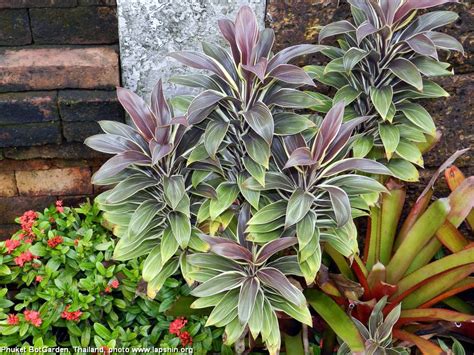 Succulent Atlas - Peter Lapshin