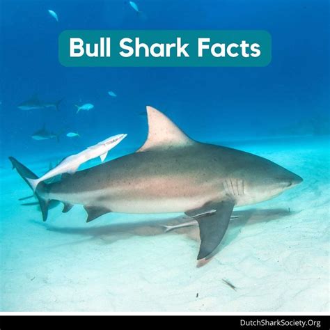Bull Shark Facts & Information Guide - Dutch Shark Society