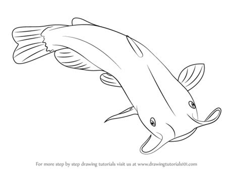 Tilapia Fish Drawing At Explore Collection Of