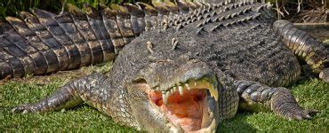 Where Do Crocodiles Live? - American Oceans