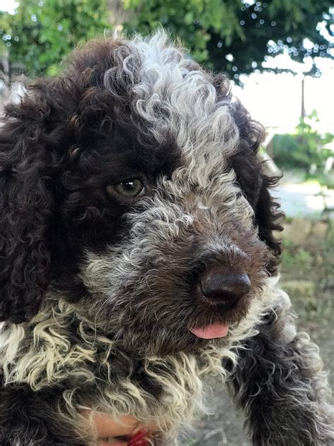 Lagotto Romagnolo Puppies For Sale Ideal Dale Breeding House