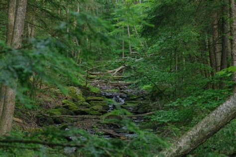 Forest Pittsburgh Parks Conservancy