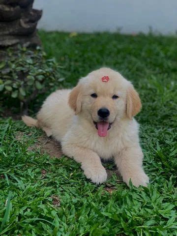 Filhotes de Golden Retriever FÊMEA FOTOS REAIS URSINHA Cachorros e