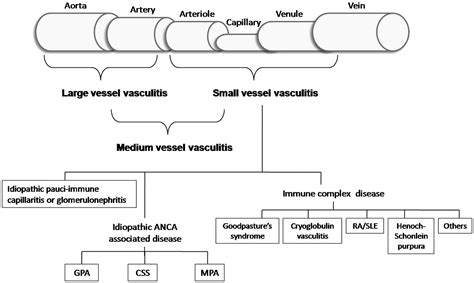 Vasculitis Classification