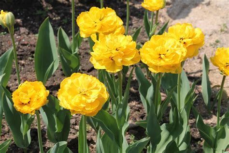 Тюльпан 'Yellow Pompenette' (Елоу Помпонетт) | BOTSAD.BY