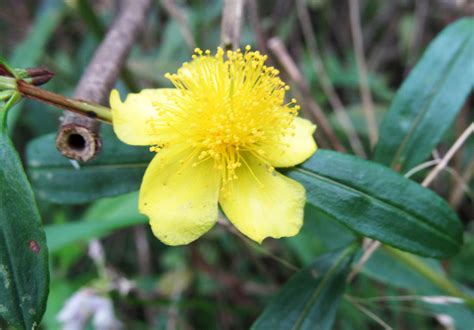 SHRUBBY ST. JOHNSWORT: (Hypericum prolificum). Photographed July 17